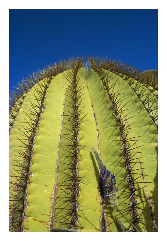 Giant Barrel Cactus detail of spines, Santa Catalina Island, Sea of Cortez, Baja California, Mexico-Paper Art-18"x26"