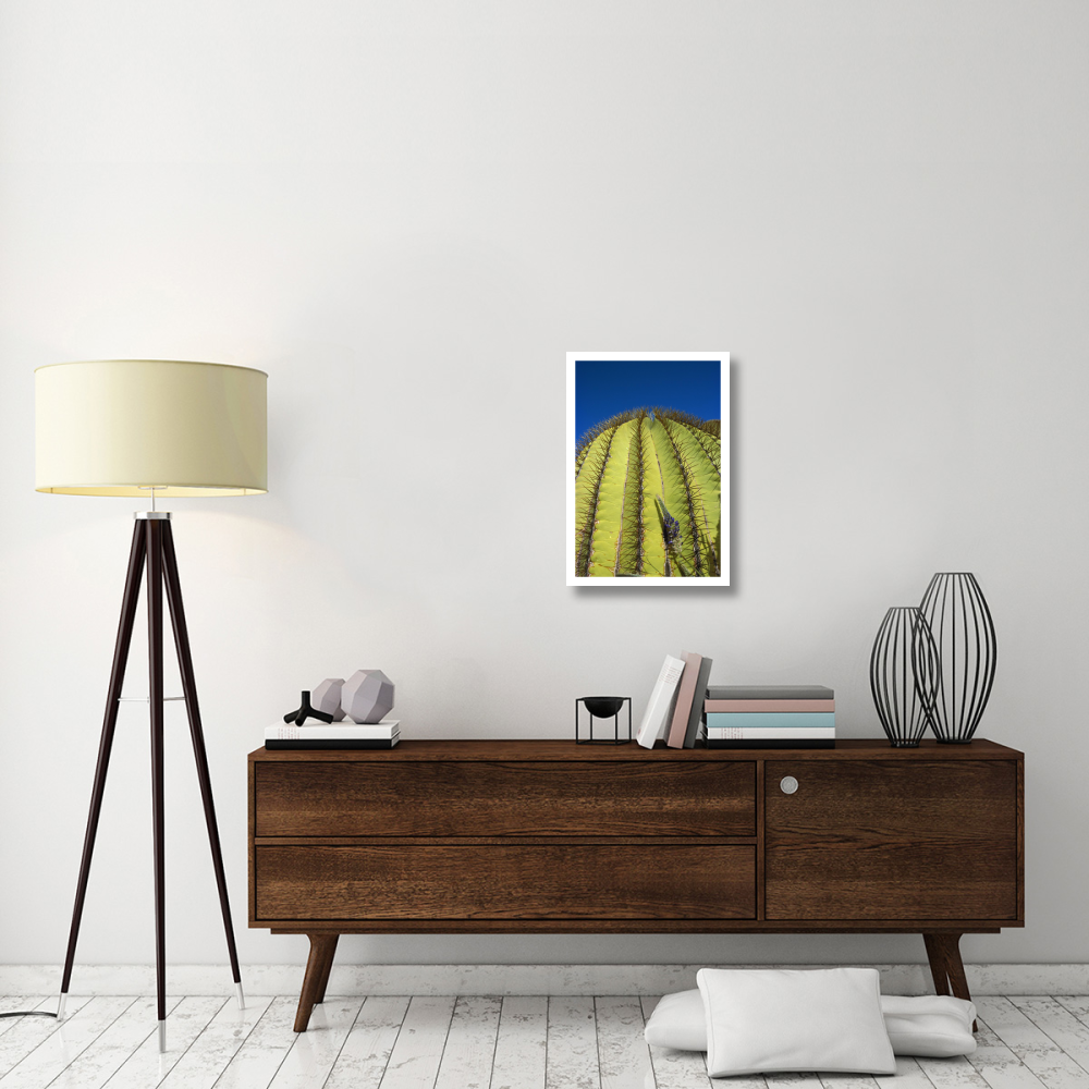 Giant Barrel Cactus detail of spines, Santa Catalina Island, Sea of Cortez, Baja California, Mexico-Paper Art-18&quotx26"