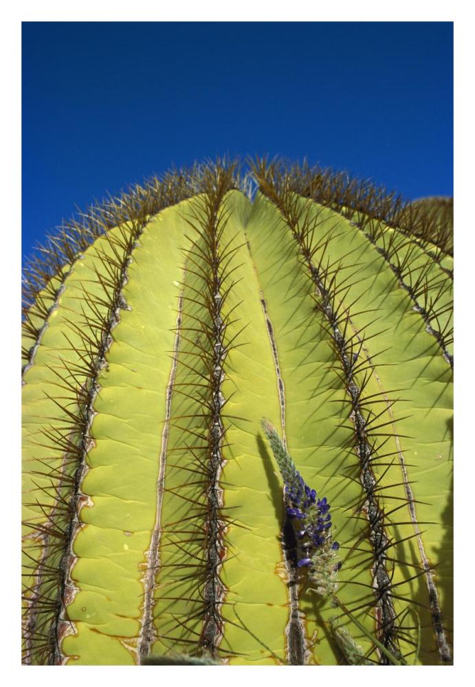 Giant Barrel Cactus detail of spines, Santa Catalina Island, Sea of Cortez, Baja California, Mexico-Paper Art-22"x32"
