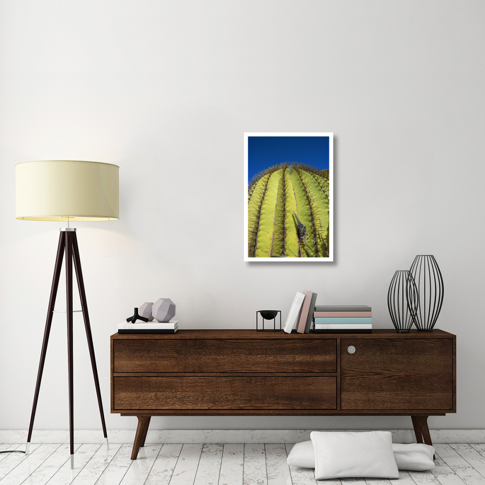 Giant Barrel Cactus detail of spines, Santa Catalina Island, Sea of Cortez, Baja California, Mexico-Paper Art-22&quotx32"