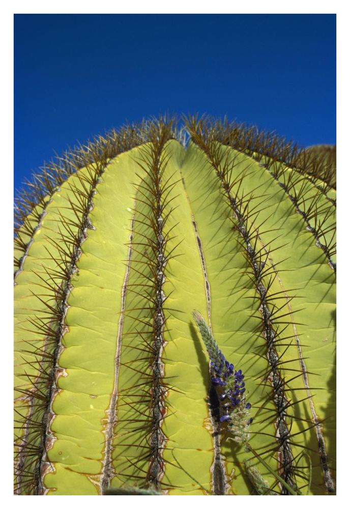Giant Barrel Cactus detail of spines, Santa Catalina Island, Sea of Cortez, Baja California, Mexico-Paper Art-26"x38"