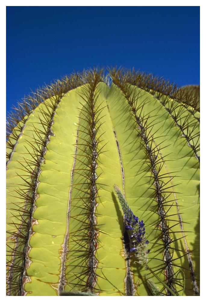 Giant Barrel Cactus detail of spines, Santa Catalina Island, Sea of Cortez, Baja California, Mexico-Paper Art-34"x50"
