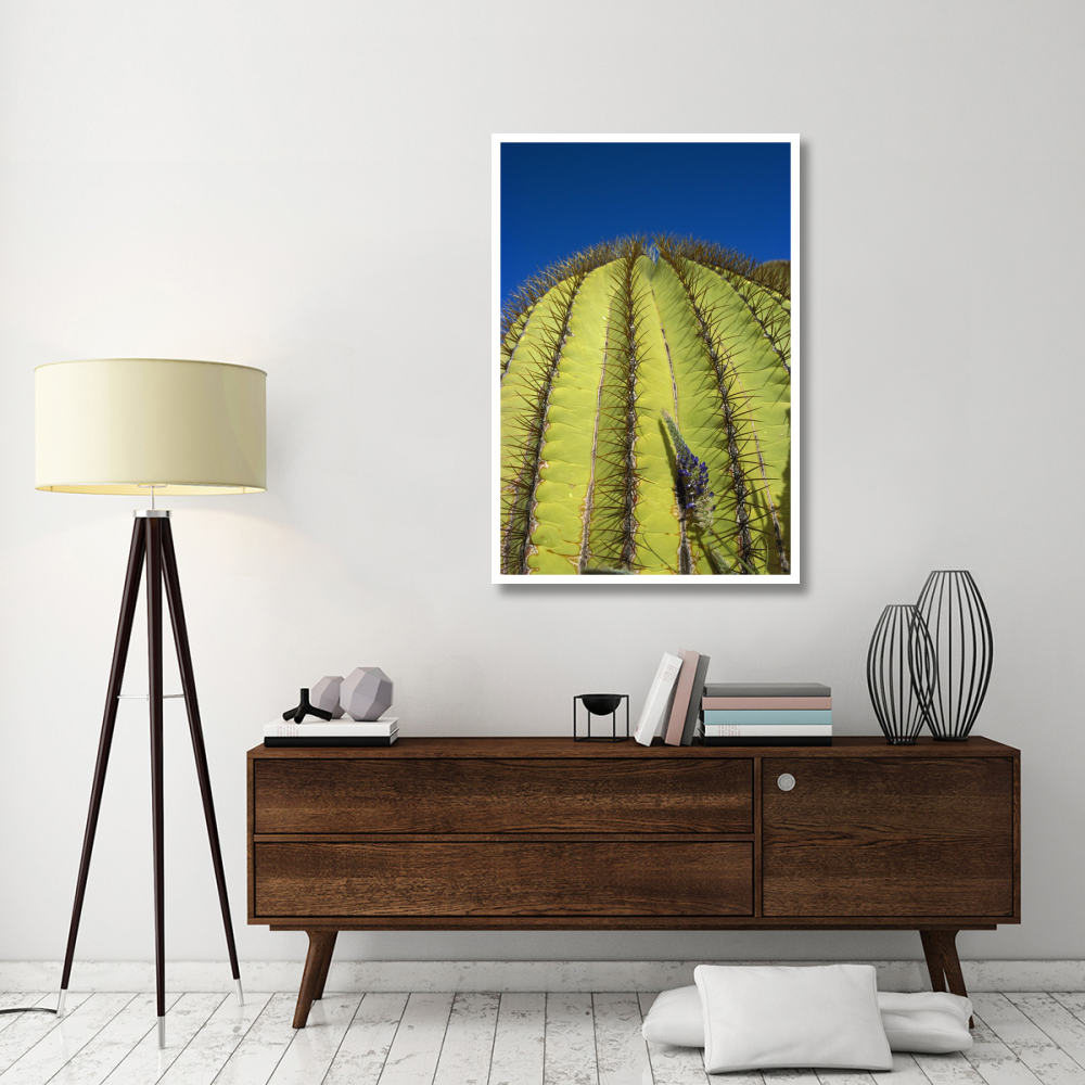 Giant Barrel Cactus detail of spines, Santa Catalina Island, Sea of Cortez, Baja California, Mexico-Paper Art-34&quotx50"