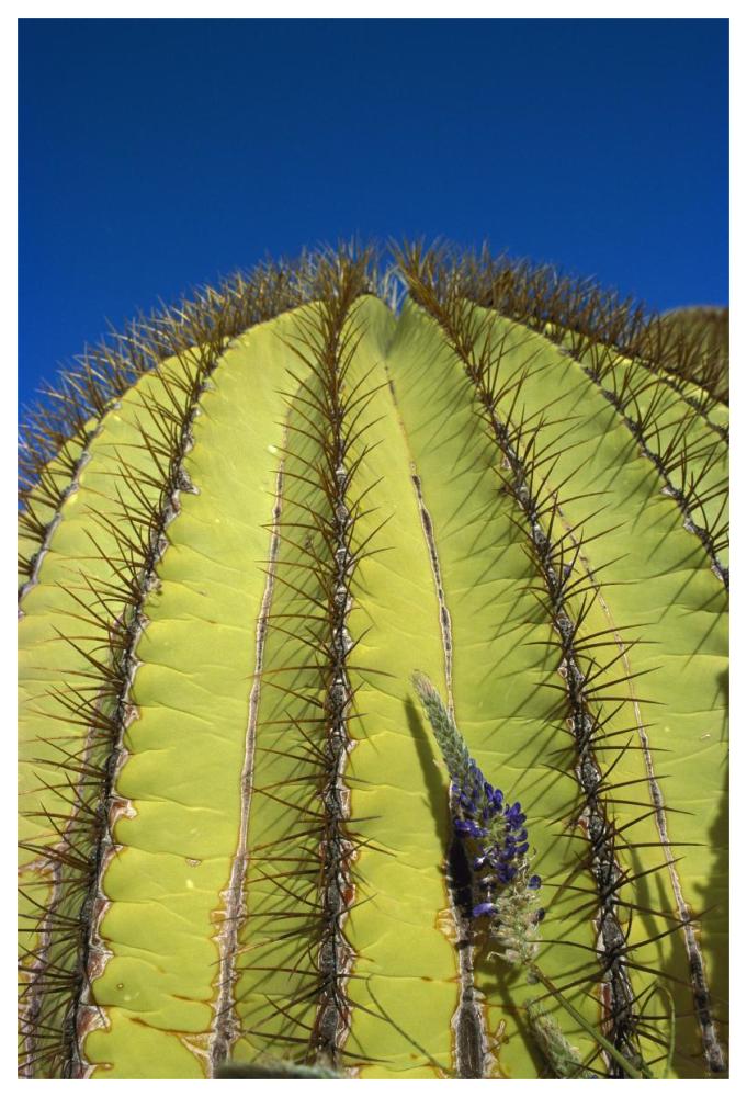Giant Barrel Cactus detail of spines, Santa Catalina Island, Sea of Cortez, Baja California, Mexico-Paper Art-42"x62"