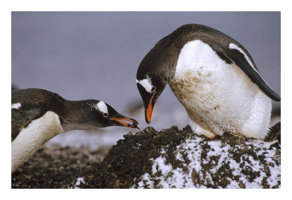 Gentoo Penguin nesting adults rebuild pebble nest, Aitcho Island, South Shetland Islands, Antarctica-Paper Art-26"x18"