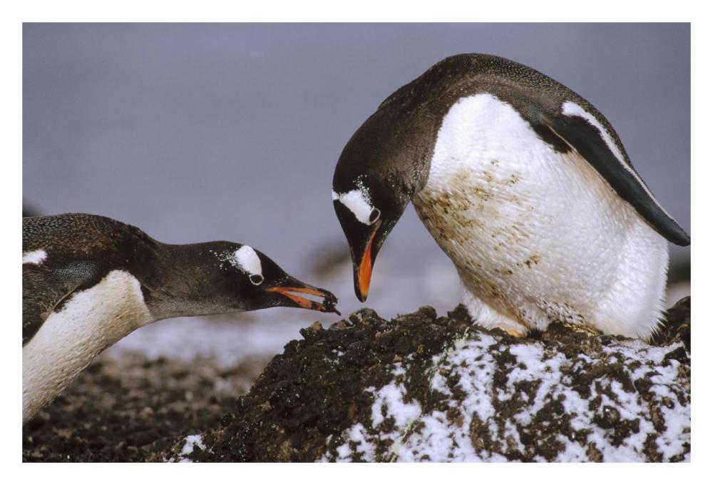 Gentoo Penguin nesting adults rebuild pebble nest, Aitcho Island, South Shetland Islands, Antarctica-Paper Art-32"x22"
