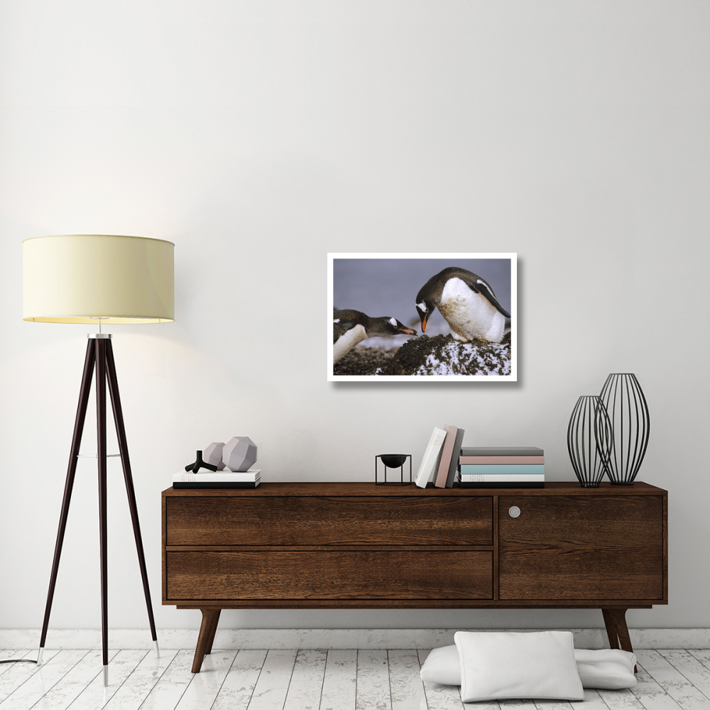 Gentoo Penguin nesting adults rebuild pebble nest, Aitcho Island, South Shetland Islands, Antarctica-Paper Art-32&quotx22"
