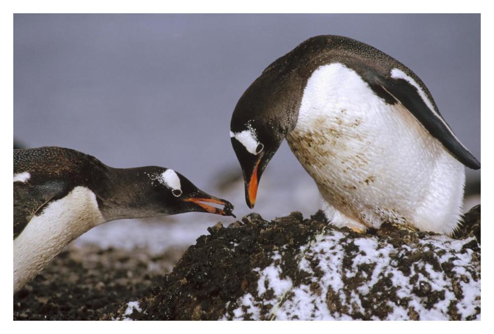 Gentoo Penguin nesting adults rebuild pebble nest, Aitcho Island, South Shetland Islands, Antarctica-Paper Art-38"x26"