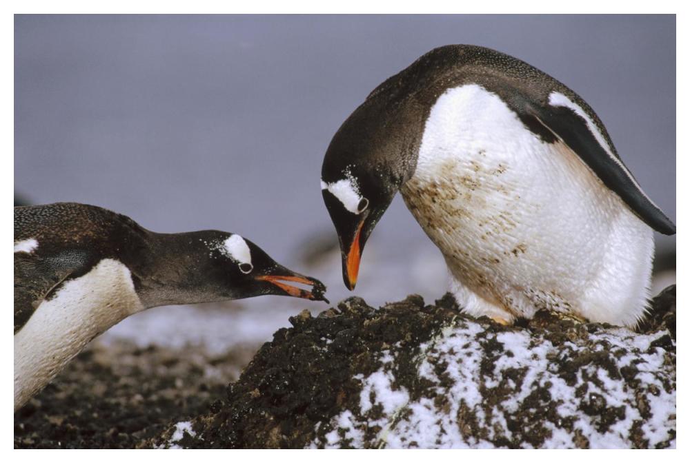 Gentoo Penguin nesting adults rebuild pebble nest, Aitcho Island, South Shetland Islands, Antarctica-Paper Art-50"x34"