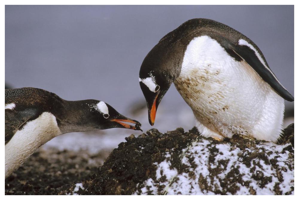 Gentoo Penguin nesting adults rebuild pebble nest, Aitcho Island, South Shetland Islands, Antarctica-Paper Art-62"x42"
