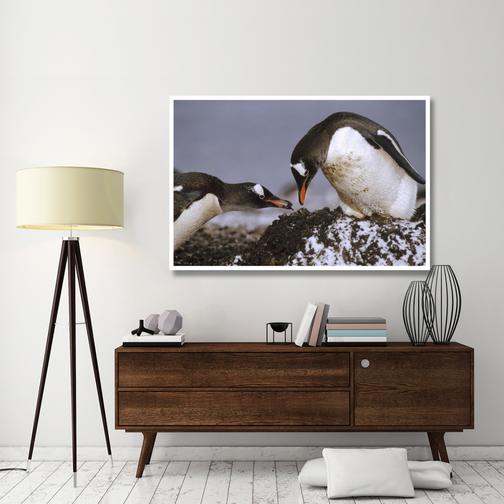 Gentoo Penguin nesting adults rebuild pebble nest, Aitcho Island, South Shetland Islands, Antarctica-Paper Art-62&quotx42"
