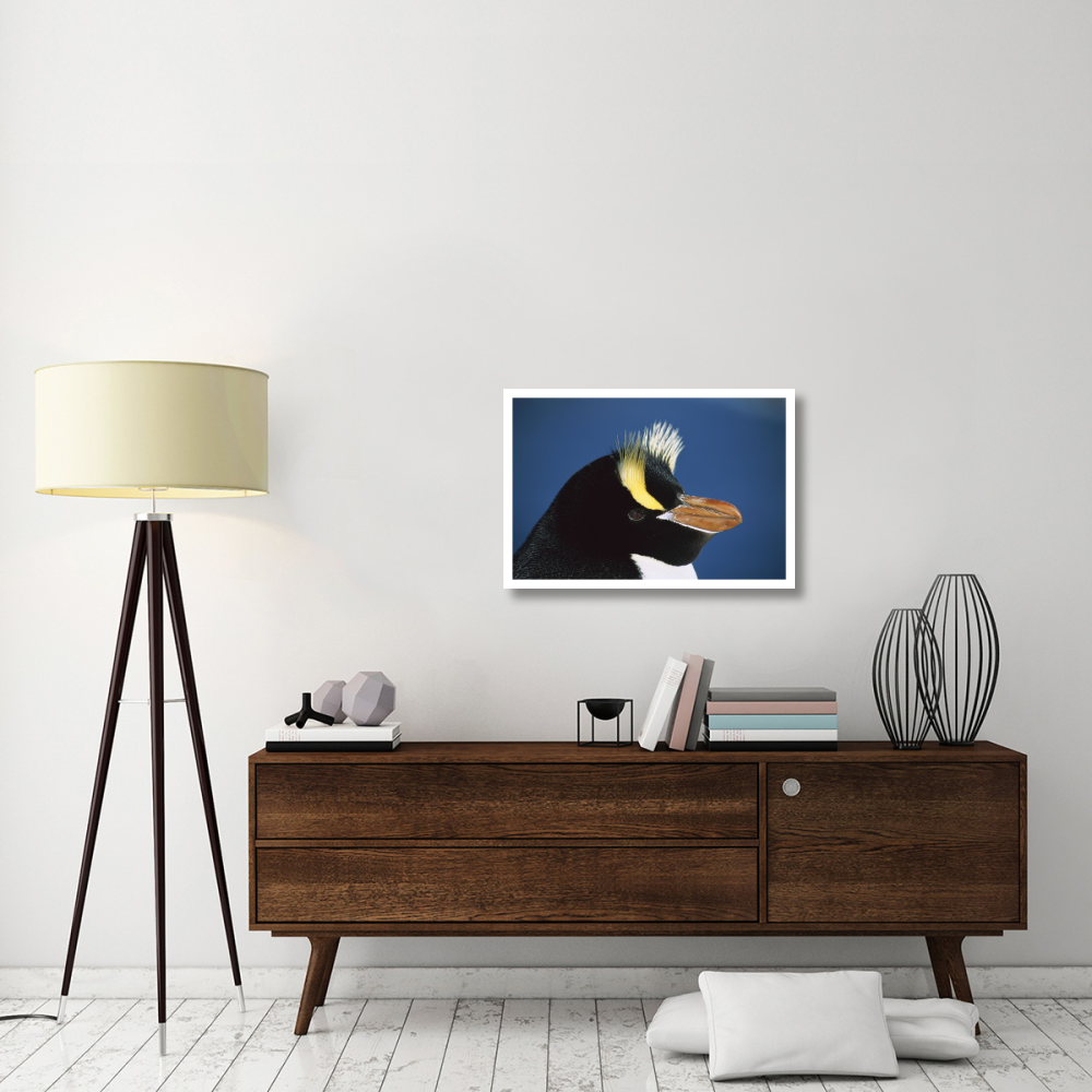 Erect-crested Penguin close-up portrait, restricted to Proclamation Island, Bounty Islands, New Zealand-Paper Art-32&quotx22"