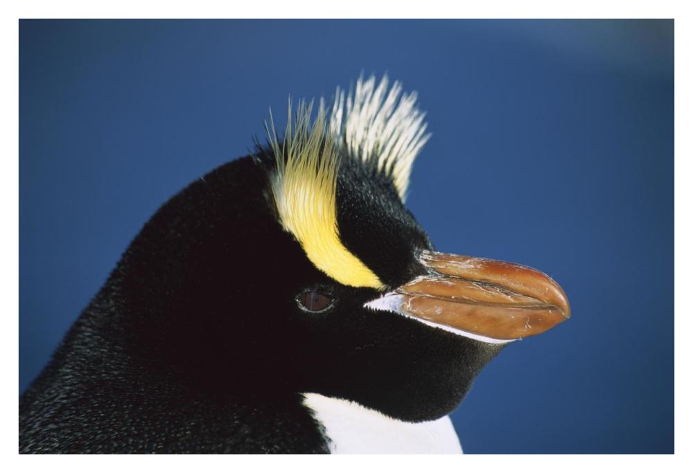 Erect-crested Penguin close-up portrait, restricted to Proclamation Island, Bounty Islands, New Zealand-Paper Art-38"x26"