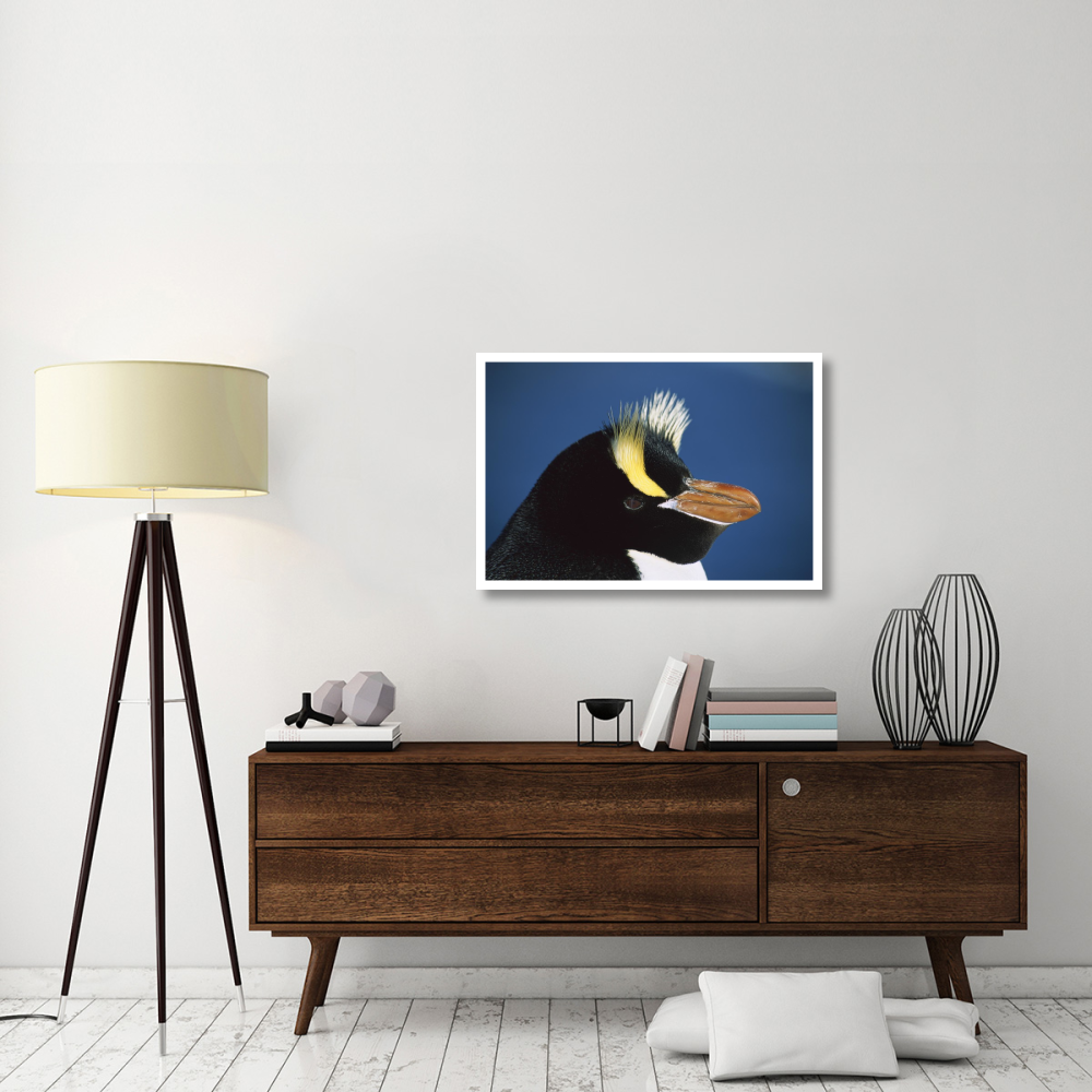 Erect-crested Penguin close-up portrait, restricted to Proclamation Island, Bounty Islands, New Zealand-Paper Art-38&quotx26"