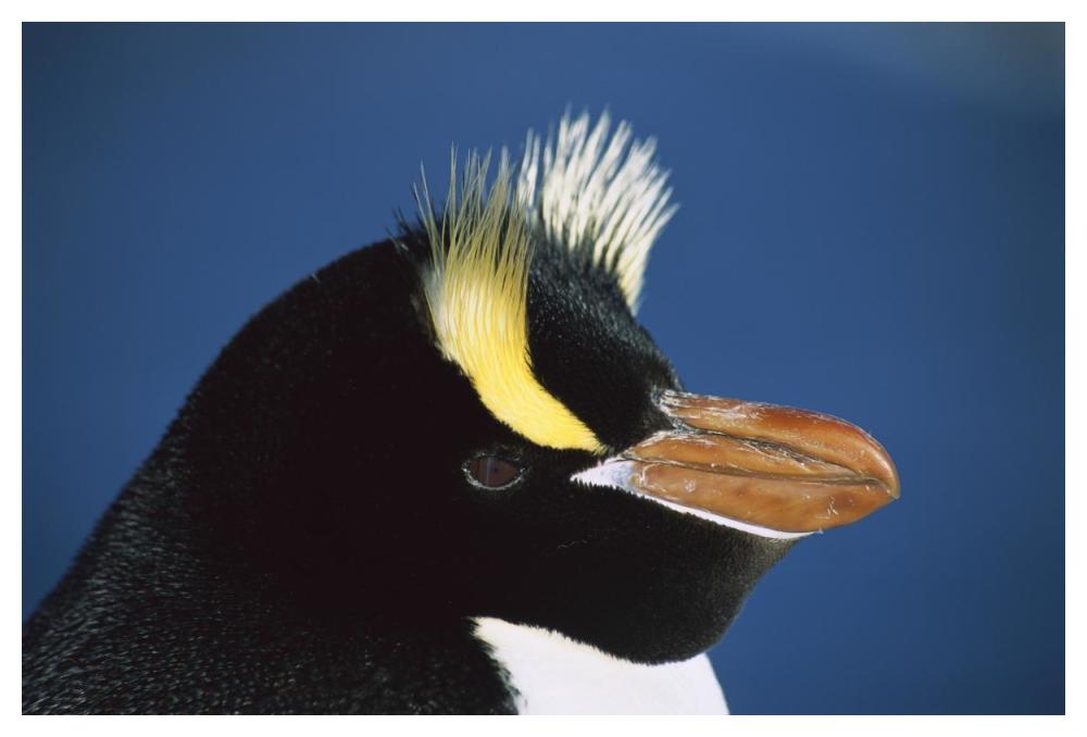 Erect-crested Penguin close-up portrait, restricted to Proclamation Island, Bounty Islands, New Zealand-Paper Art-50"x34"