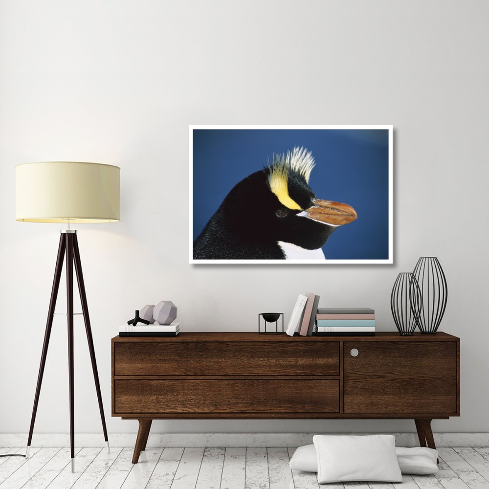 Erect-crested Penguin close-up portrait, restricted to Proclamation Island, Bounty Islands, New Zealand-Paper Art-50&quotx34"