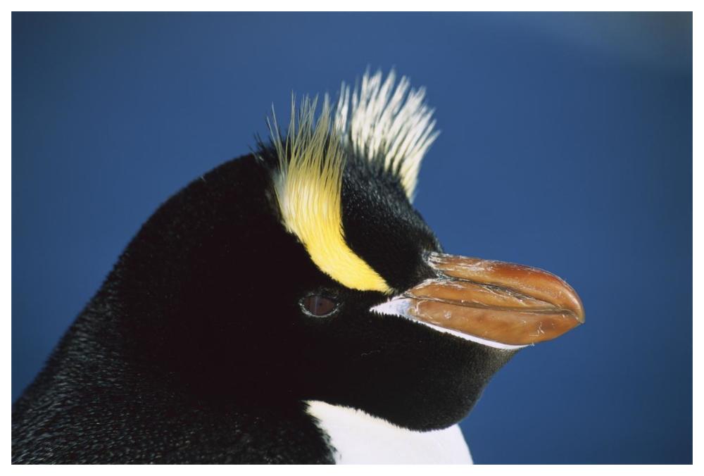 Erect-crested Penguin close-up portrait, restricted to Proclamation Island, Bounty Islands, New Zealand-Paper Art-62"x42"