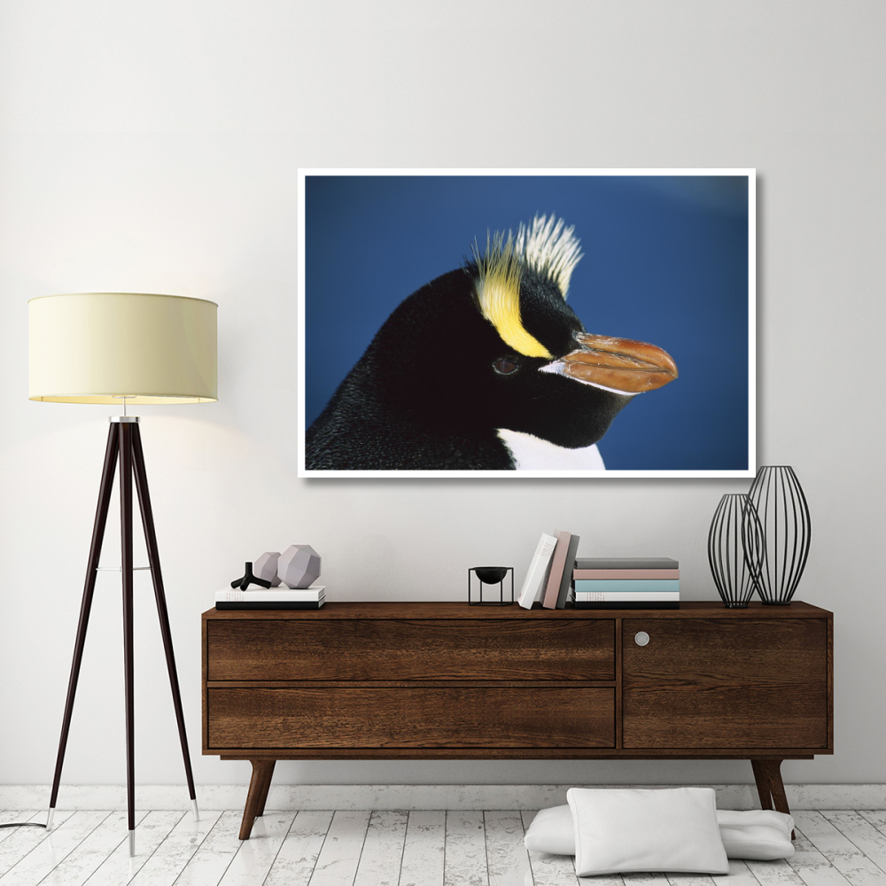 Erect-crested Penguin close-up portrait, restricted to Proclamation Island, Bounty Islands, New Zealand-Paper Art-62&quotx42"