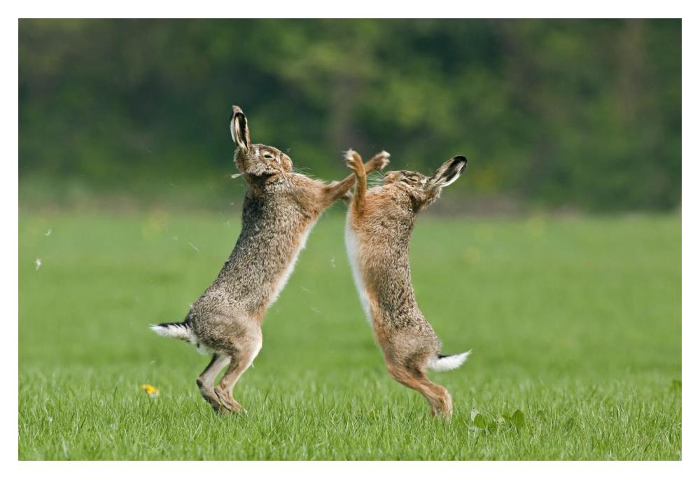 Boxing Brown Hares, Veluwe Nijkerk Gelderland, Netherlands-Paper Art-20"x14"
