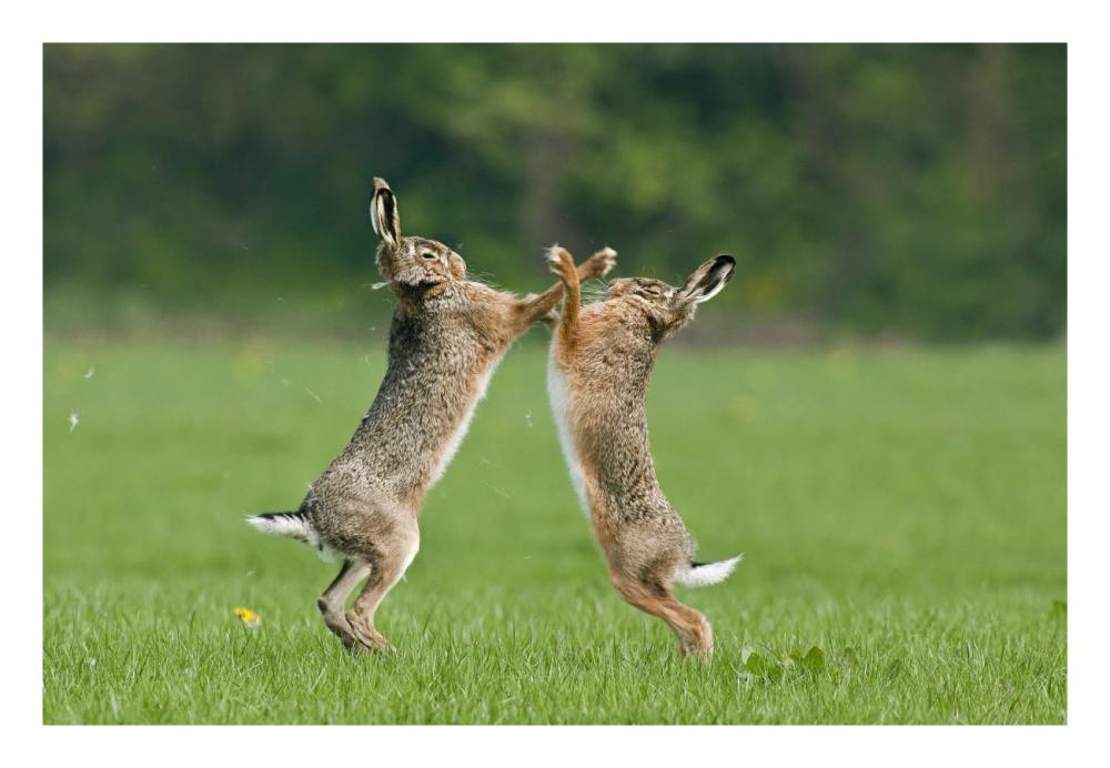 Boxing Brown Hares, Veluwe Nijkerk Gelderland, Netherlands-Paper Art-26"x18"