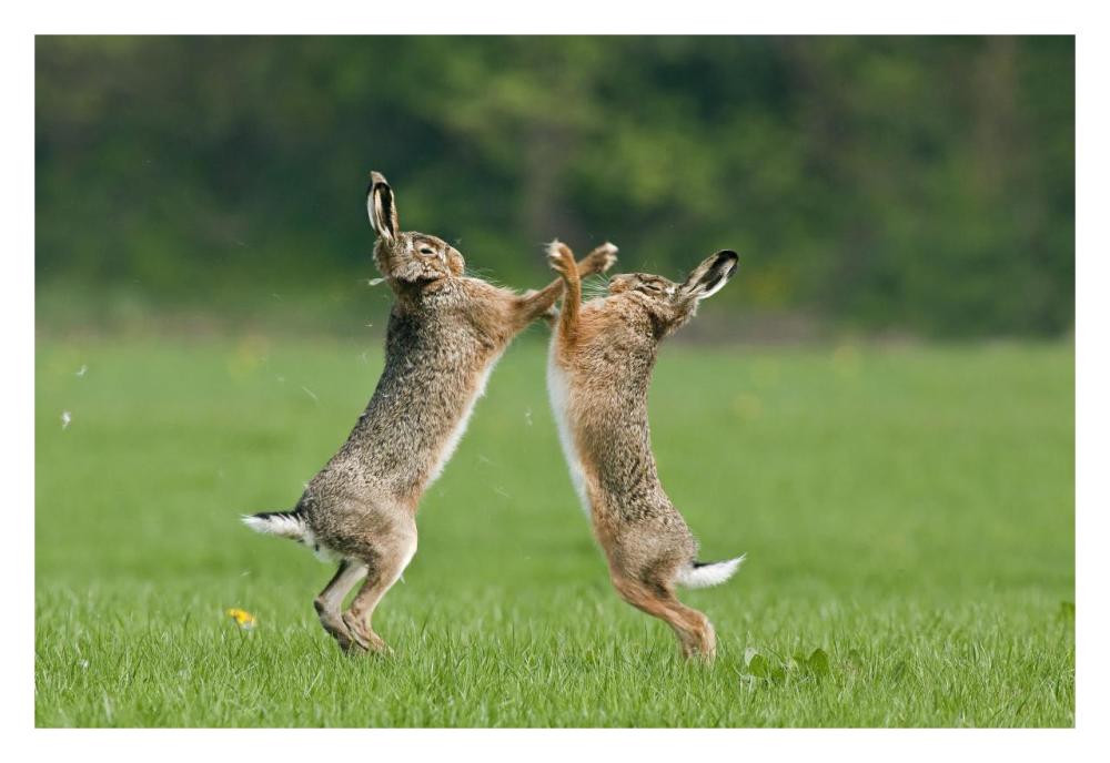 Boxing Brown Hares, Veluwe Nijkerk Gelderland, Netherlands-Paper Art-32"x22"