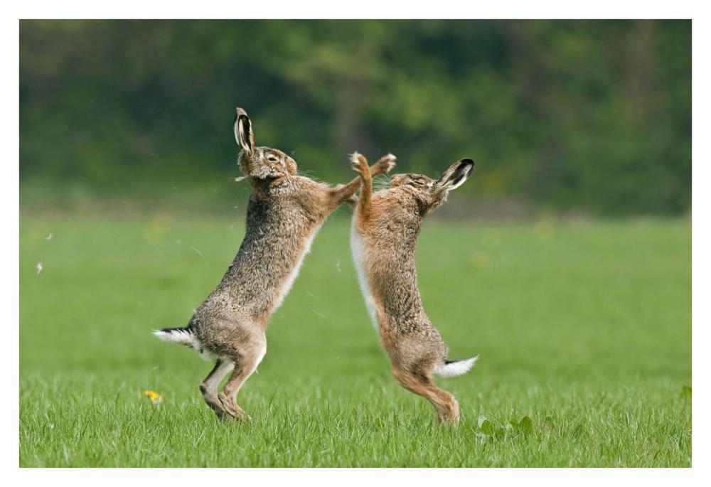 Boxing Brown Hares, Veluwe Nijkerk Gelderland, Netherlands-Paper Art-38"x26"
