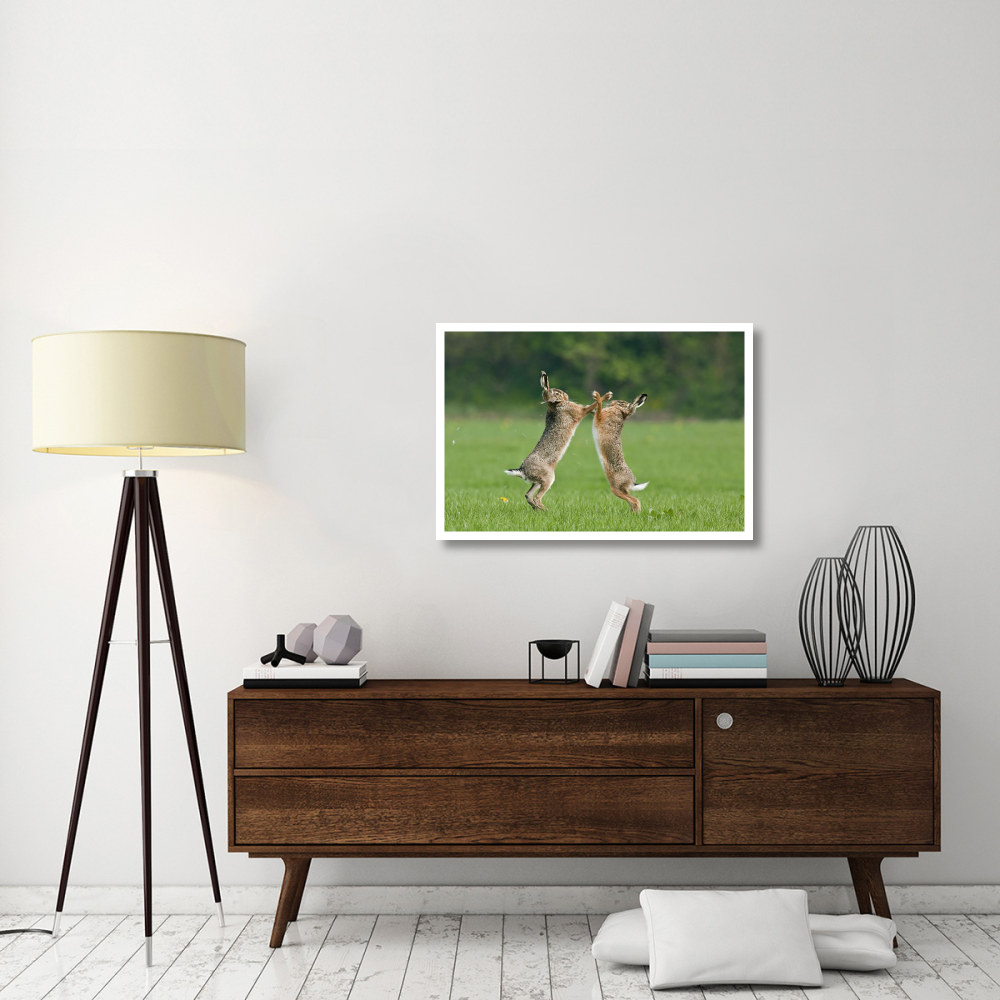 Boxing Brown Hares, Veluwe Nijkerk Gelderland, Netherlands-Paper Art-38&quotx26"
