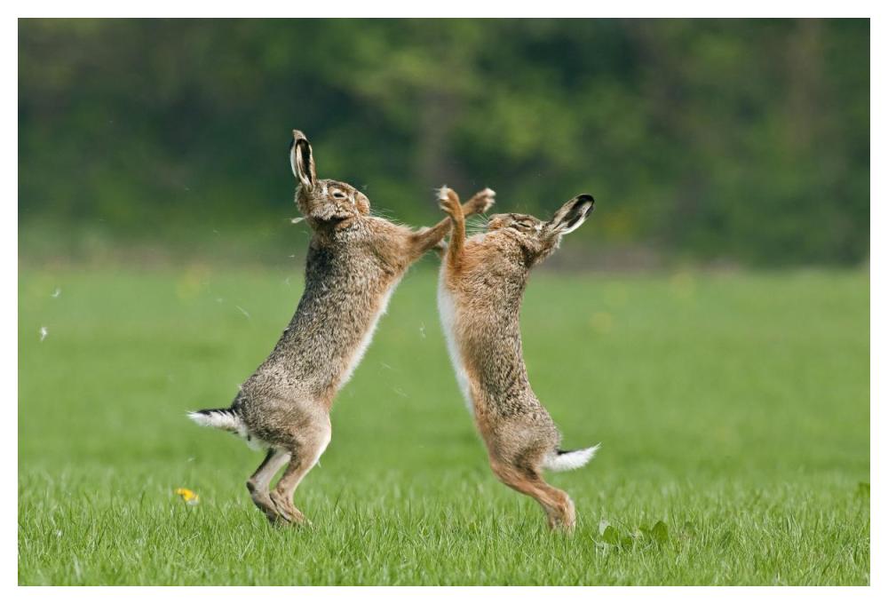 Boxing Brown Hares, Veluwe Nijkerk Gelderland, Netherlands-Paper Art-50"x34"