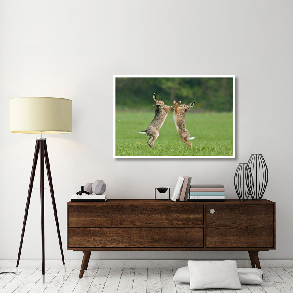 Boxing Brown Hares, Veluwe Nijkerk Gelderland, Netherlands-Paper Art-50&quotx34"