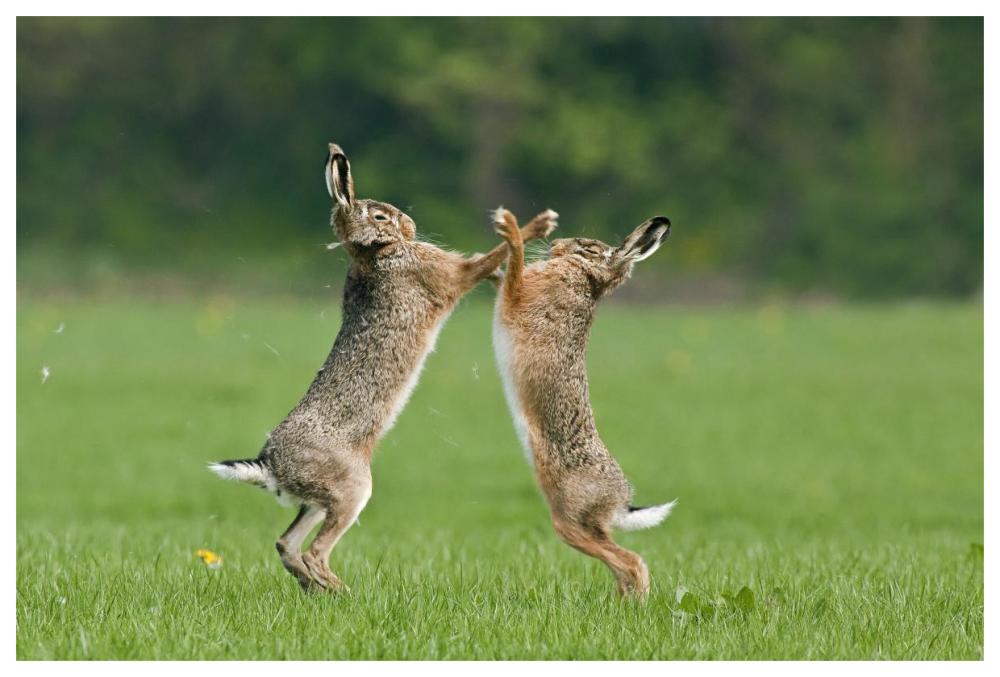 Boxing Brown Hares, Veluwe Nijkerk Gelderland, Netherlands-Paper Art-62"x42"