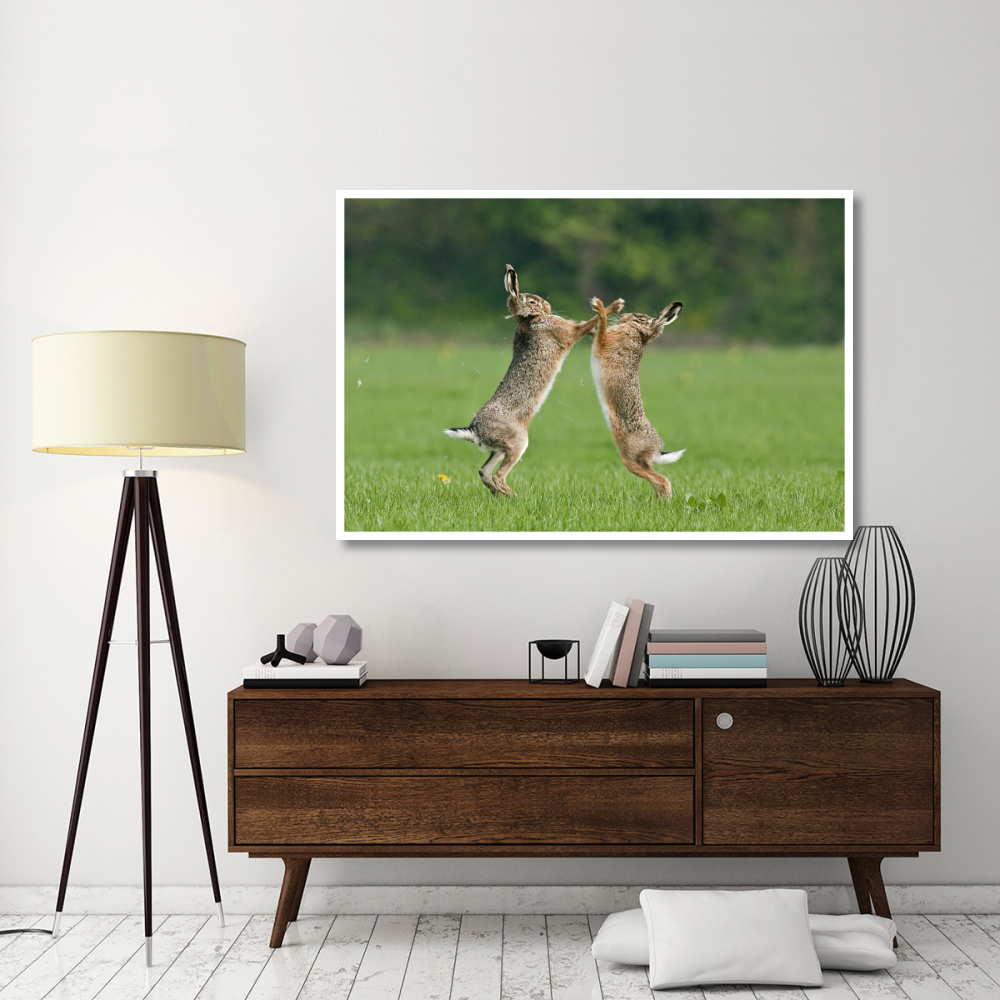 Boxing Brown Hares, Veluwe Nijkerk Gelderland, Netherlands-Paper Art-62&quotx42"