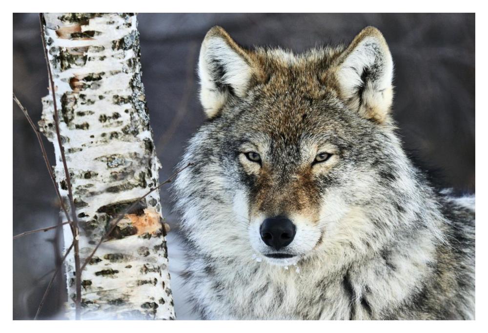 Gray Wolf portrait, Norway-Paper Art-20"x14"