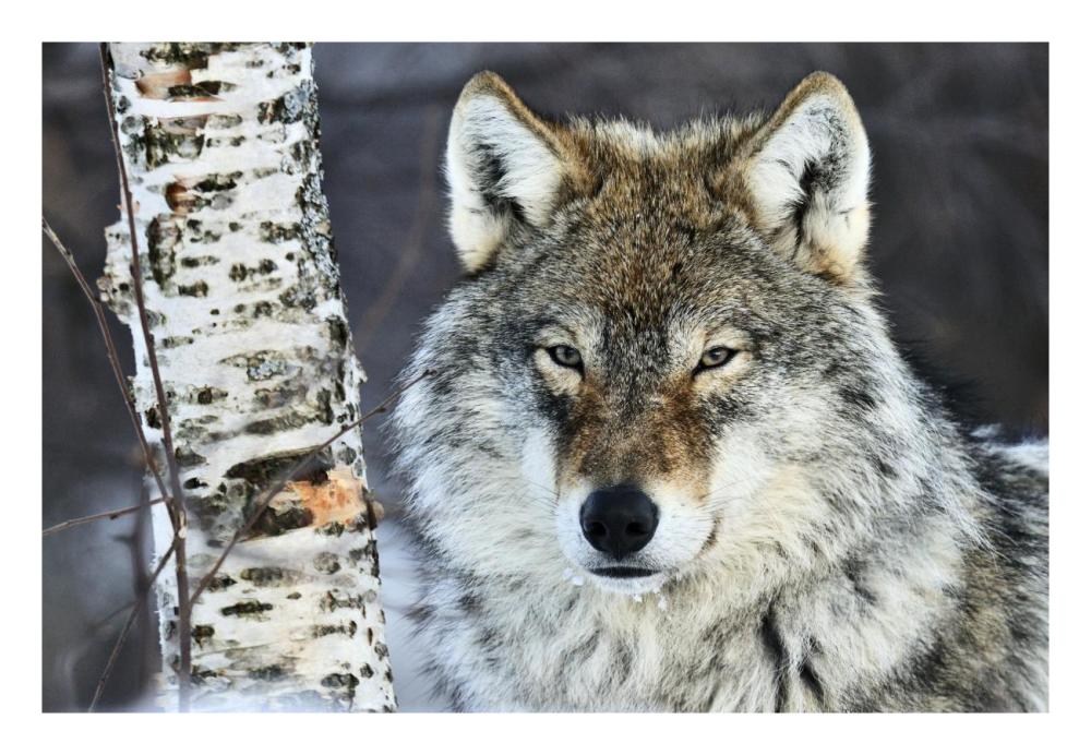 Gray Wolf portrait, Norway-Paper Art-26"x18"