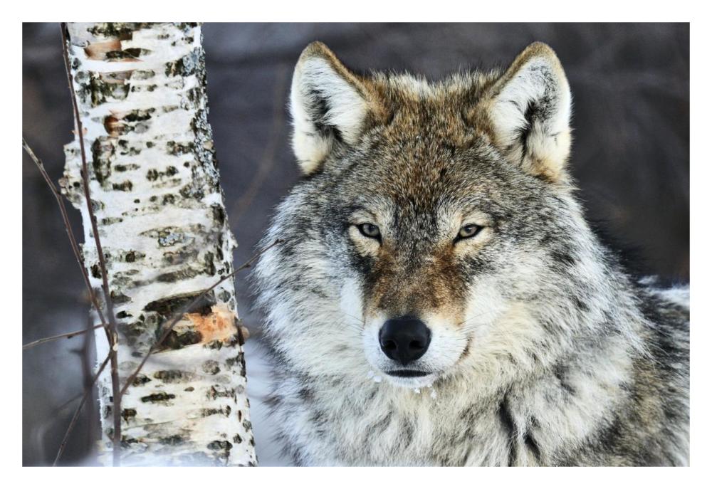 Gray Wolf portrait, Norway-Paper Art-32"x22"