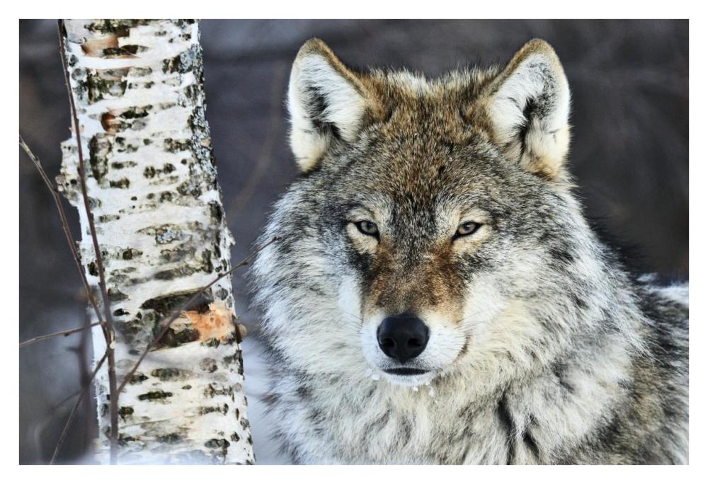 Gray Wolf portrait, Norway-Paper Art-38"x26"