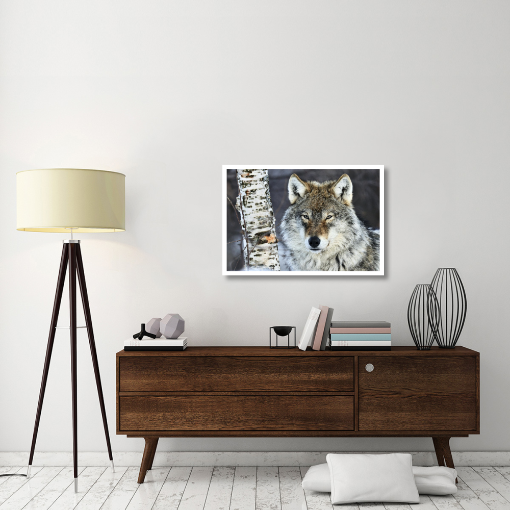 Gray Wolf portrait, Norway-Paper Art-38&quotx26"