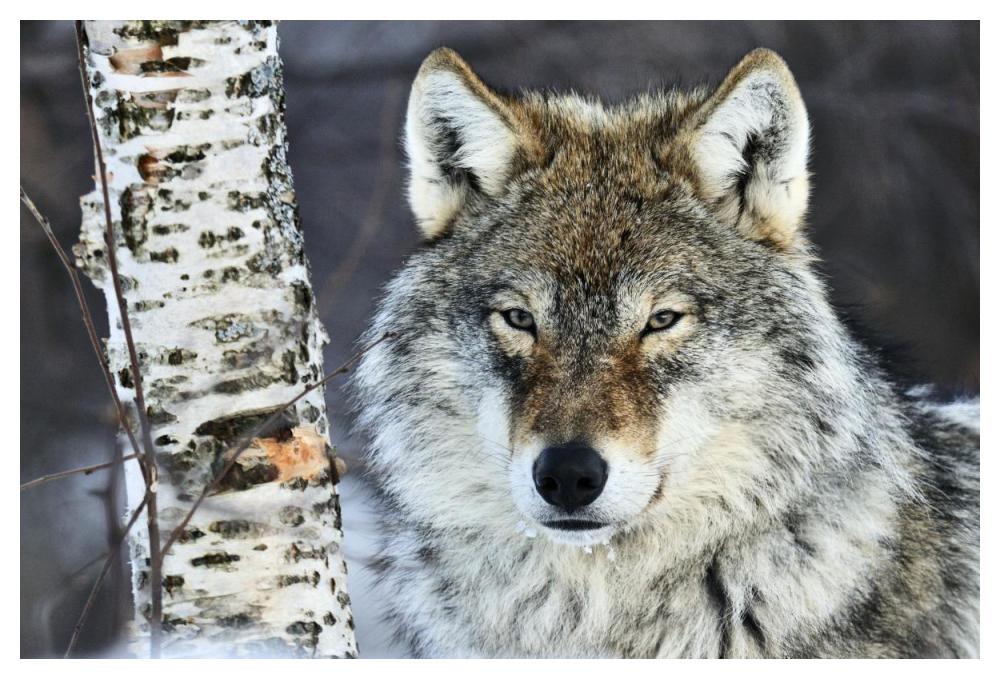 Gray Wolf portrait, Norway-Paper Art-50"x34"