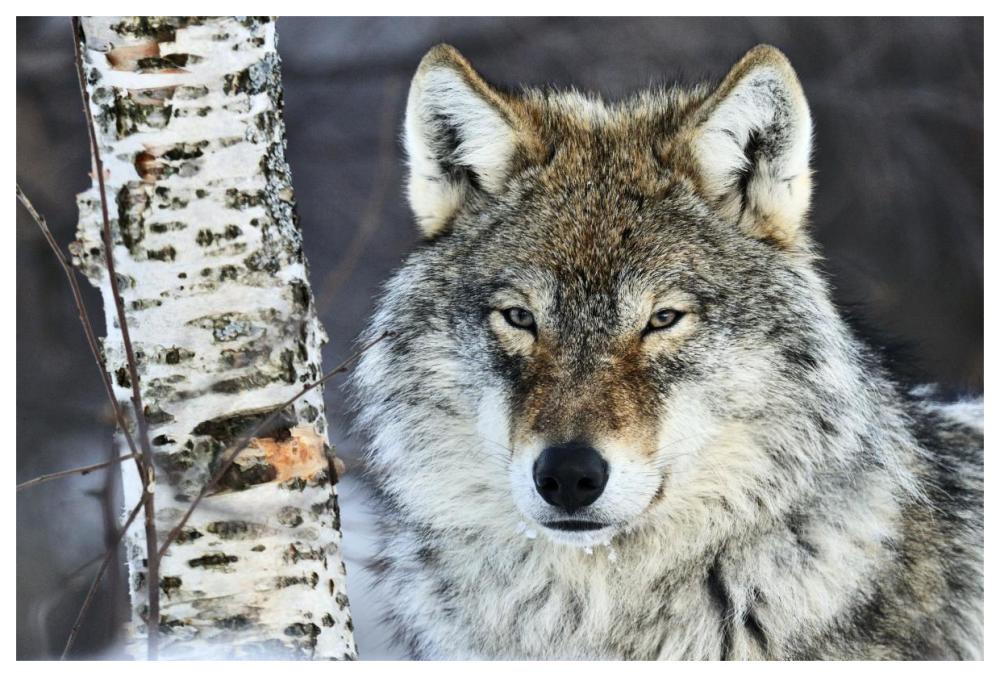 Gray Wolf portrait, Norway-Paper Art-62"x42"