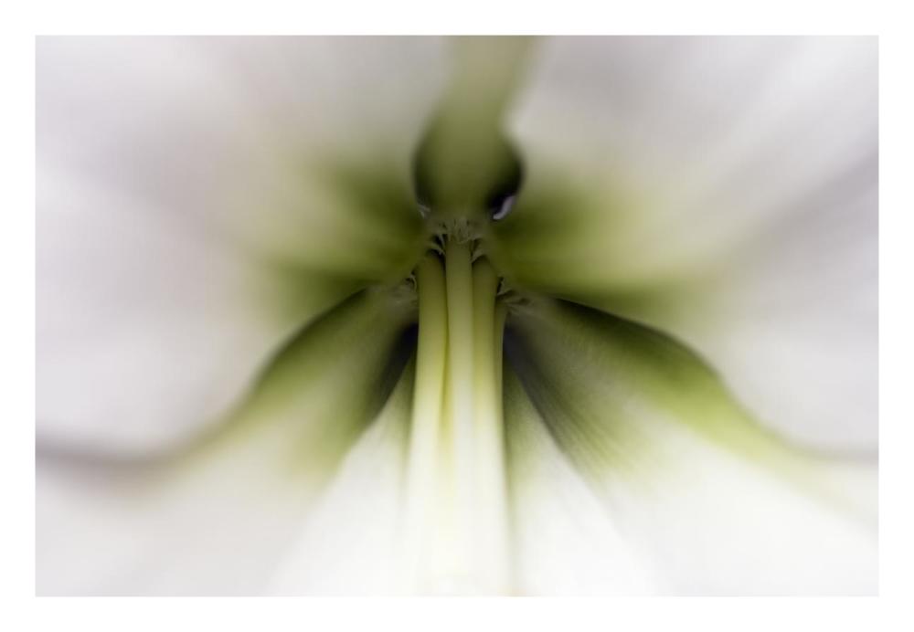 Amaryllis flower, Netherlands-Paper Art-26"x18"
