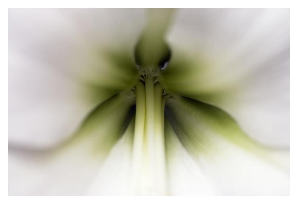 Amaryllis flower, Netherlands-Paper Art-38"x26"