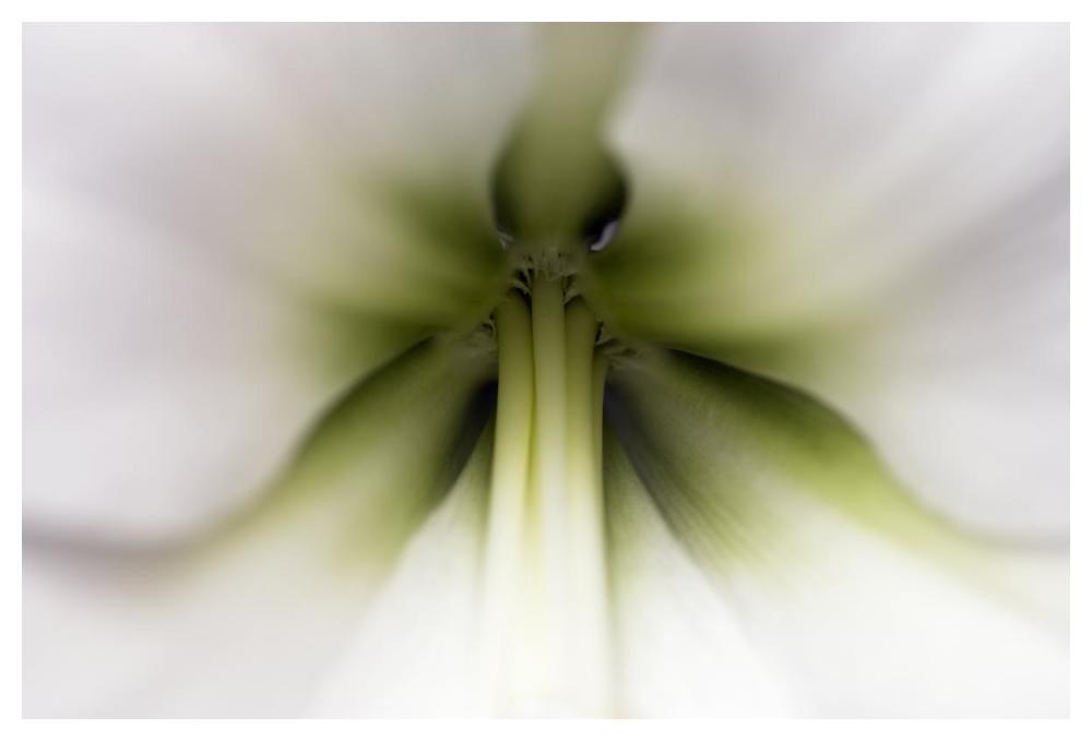 Amaryllis flower, Netherlands-Paper Art-50"x34"