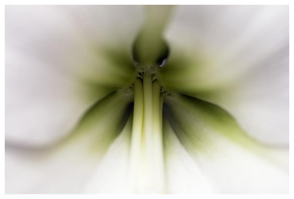 Amaryllis flower, Netherlands-Paper Art-62"x42"