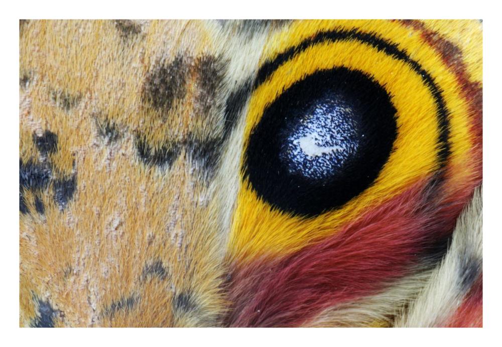 Io Moth Wing with Eye-spot, Texas-Paper Art-26"x18"