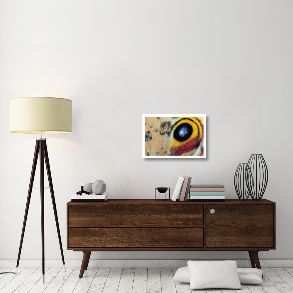Io Moth Wing with Eye-spot, Texas-Paper Art-26&quotx18"
