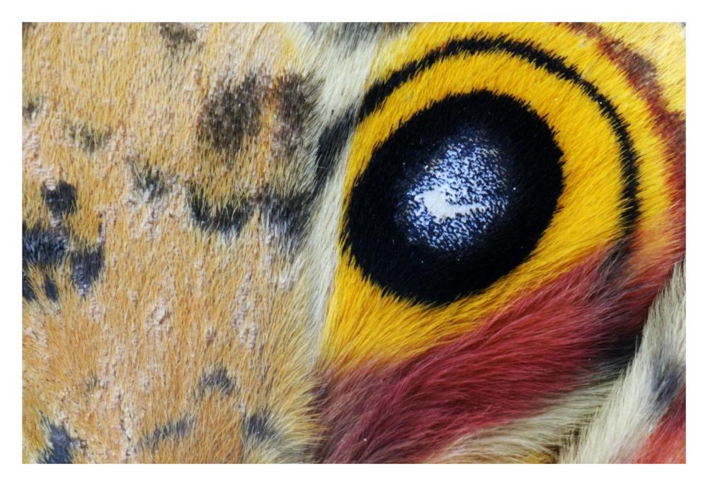 Io Moth Wing with Eye-spot, Texas-Paper Art-32"x22"