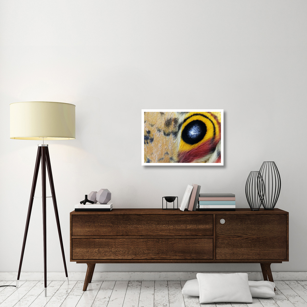 Io Moth Wing with Eye-spot, Texas-Paper Art-32&quotx22"