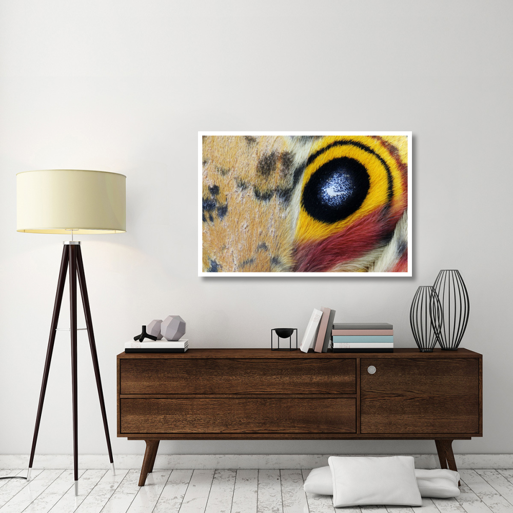 Io Moth Wing with Eye-spot, Texas-Paper Art-50&quotx34"