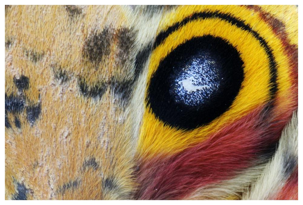 Io Moth Wing with Eye-spot, Texas-Paper Art-62"x42"