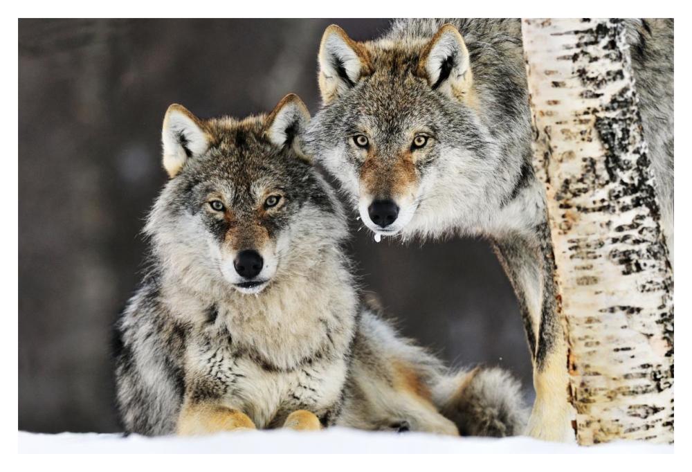 Gray Wolf pair in the snow, Norway-Paper Art-20"x14"