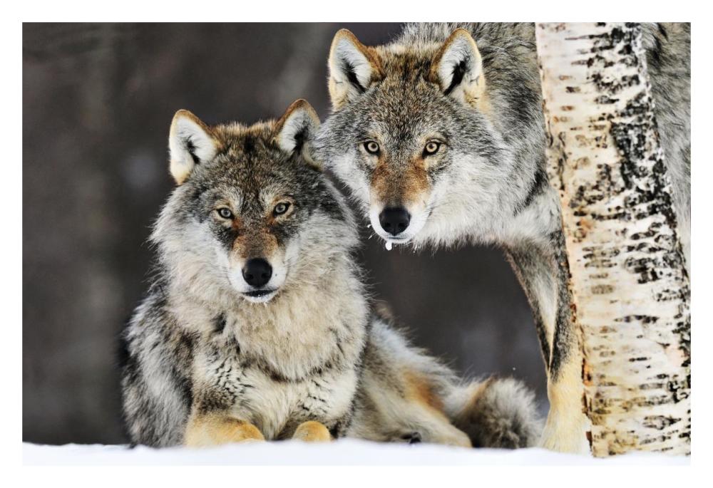 Gray Wolf pair in the snow, Norway-Paper Art-32"x22"
